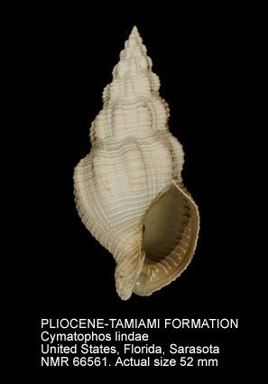 PLIOCENE-TAMIAMI FORMATION Cymatophos lindae.jpg - PLIOCENE-TAMIAMI FORMATIONCymatophos lindaePetuch,1991